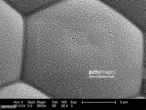 Insect 的图像结果