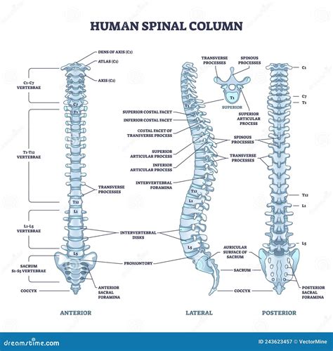 Human Vertebral Column Anatomy