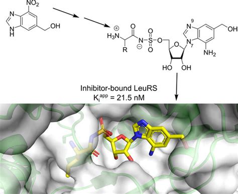 Synthesis and Biological Evaluation of 1,3-Dideazapurine-Like 7-Amino-5 ...