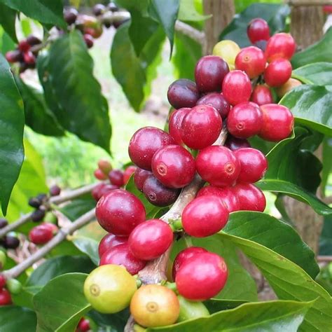 云南咖啡豆几月份成熟 云南咖啡豆是什么品种口感特点 中国咖啡网