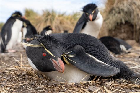 Southern Rockhopper Penguins