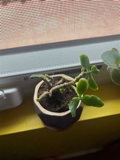 Disaster! Will my baby jade plant survive? : r/Jadeplant