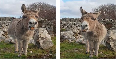 Singing donkey becomes internet sensation|હેરિએટ નામનો આ ગર્દભ બન્યો ...