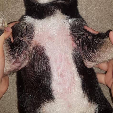 Poison Ivy Does It Affect Dogs