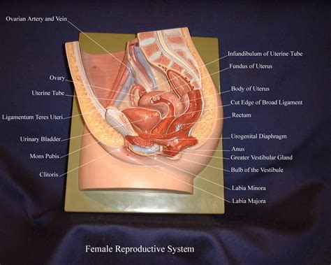 Image result for Human Reproductive System Model