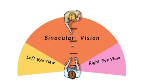 Human Visual System Binocular 的图像结果