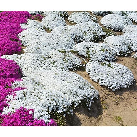 White Creeping Thyme Seeds - Easy Ground Cover & Pollinator