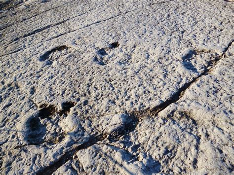230-Million-Year-Old Fossil Challenges Dinosaur Origin Story - GreekReporter.com