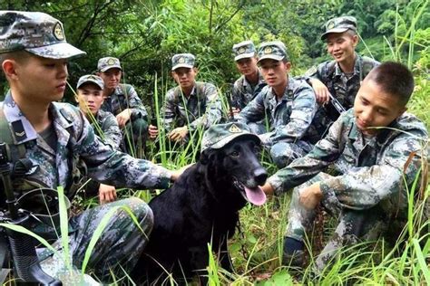 警犬训导员和警犬完成最后一次训练后含泪退伍：再见了，我的战友
