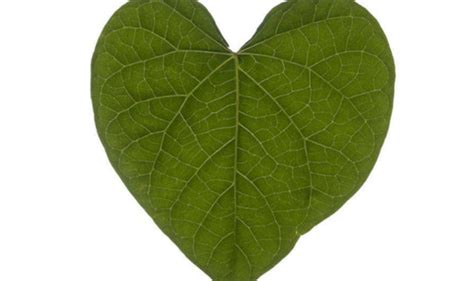【心形叶子的植物】【图】心形叶子的植物有什么 这些大家都想栽种_伊秀花草|yxlady.com