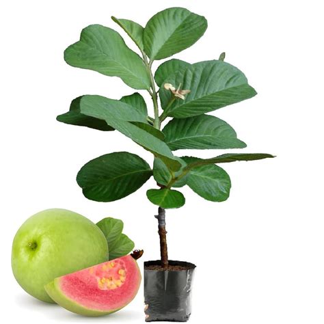 Cloud Farm Seedless Amrud Live Red Diamond Guava Grafted Plant & Tree ...