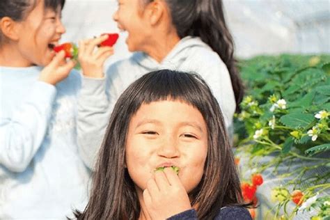 2025 Strawberry Picking and Exploring Beautiful City of Tamba Sasayama ...