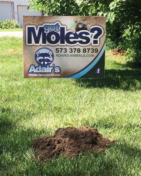 Moles in your Yard – Do Moles Hibernate in Winter? – Adair's Animal Nuisance Trapping