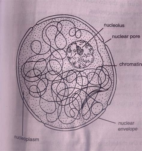 Nucleus Drawing