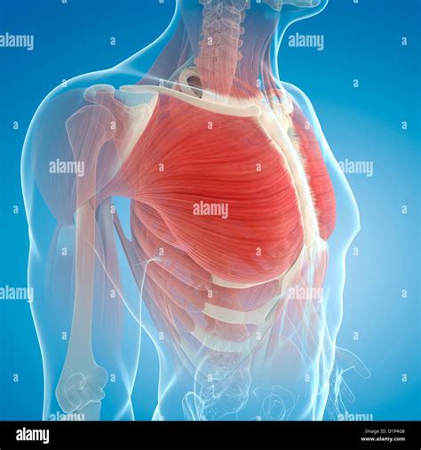 Human Chest Muscles Illustration High Resolution Stock Photography and ...
