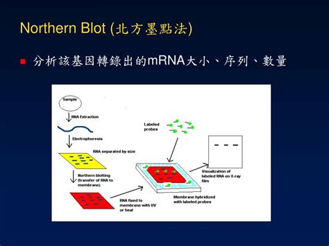 DNA Microarray 的图像结果