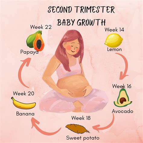 Infographic: 2nd Trimester Pregnancy Week by Week | 2nd trimester of ...