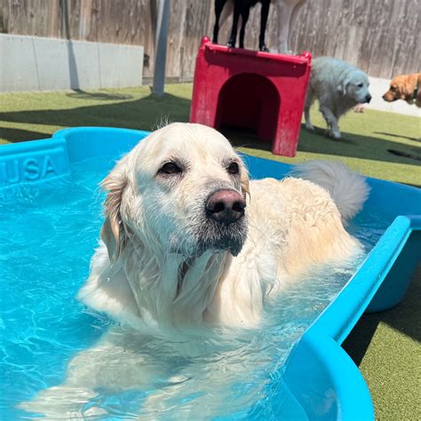 Crescent City Vet (@ccvnola) • Instagram photos and videos