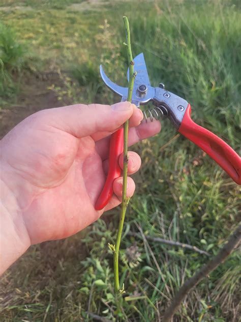 Late season grafting experiments only. Using green wood cuttings, Plastilina, tbuds, chips, and ...