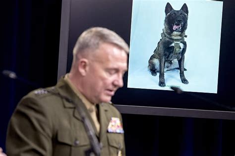 Donald Trump to honour military dog Conan from Baghdadi mission at ...