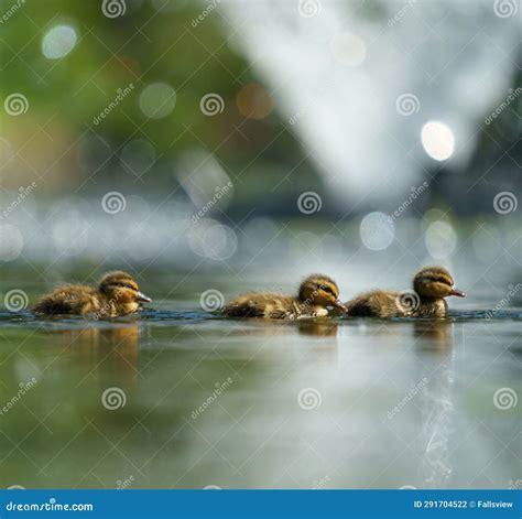 Mallard Duckling Feeding in Wetland Pond Stock Photo - Image of flat ...