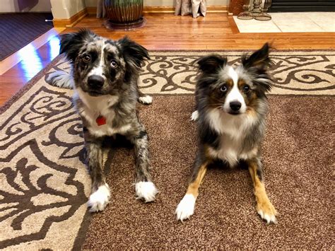 Mini Australian Shepherd Mix