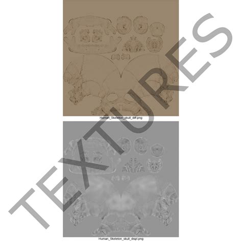 3D Male Human Skull | 3D Molier International