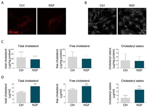 NGF Modulates Cholesterol Metabolism and Stimulates ApoE Secretion in ...