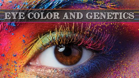 Eye Color Genetics 的图像结果
