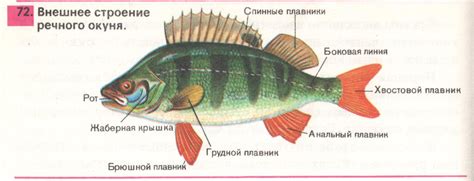 Пример окунь