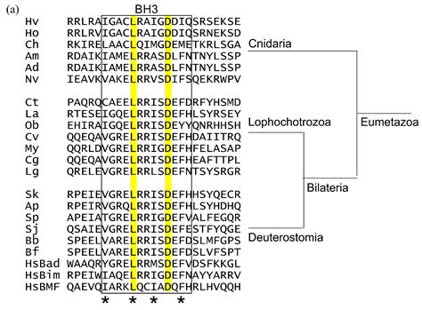 Metazoans and Intrinsic Apoptosis: An Evolutionary Analysis of the Bcl ...