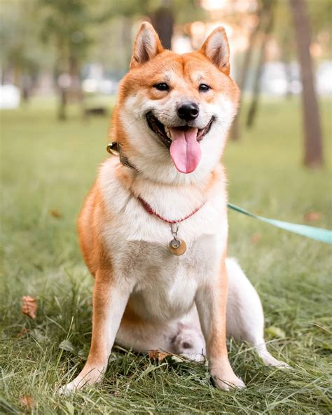 Top 37 Brown and White Dog Breeds (With Pictures)