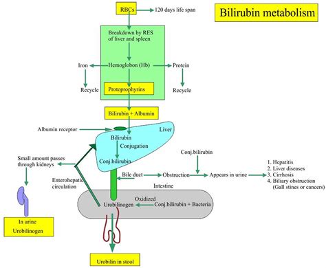 Conjugated & unconjugated bilirubin, causes & treatment of direct ...