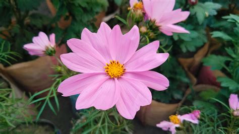 Camilla+Araujo+Pink+Pic Photos, Download The BEST Free Camilla+Araujo ...