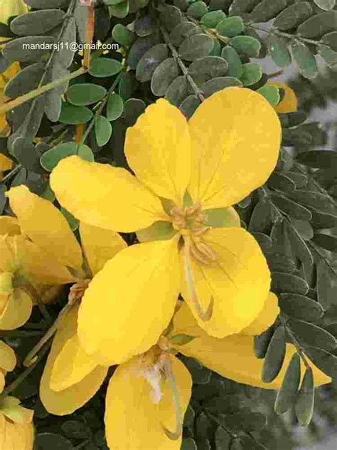 Senna polyphylla