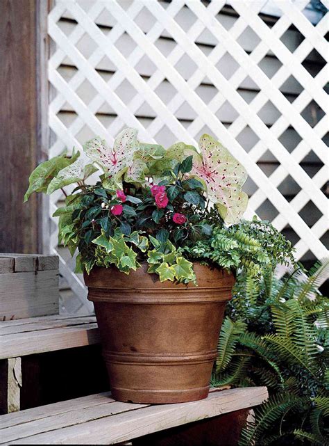 Shade Plants For Patio Pots