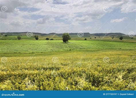 A Wheat Field in Late Spring Stock Image - Image of common, aestivum: 277733197