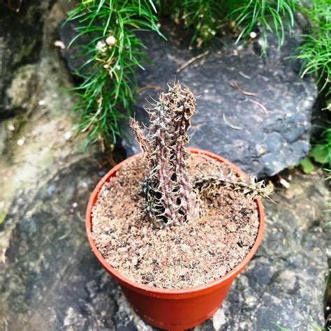 Huernia Erinacea - Gabbar Farms
