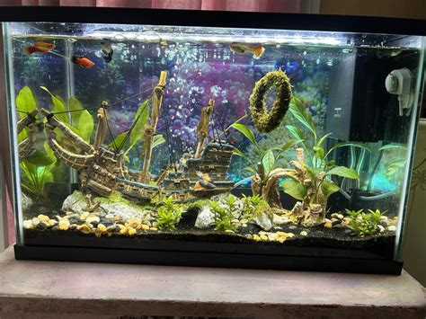 Image result for Floating Java Moss