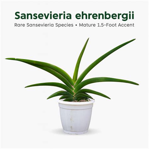 Sansevieria Ehrenbergii Snake Plant | Rare Indoor Plant India – Samarth ...