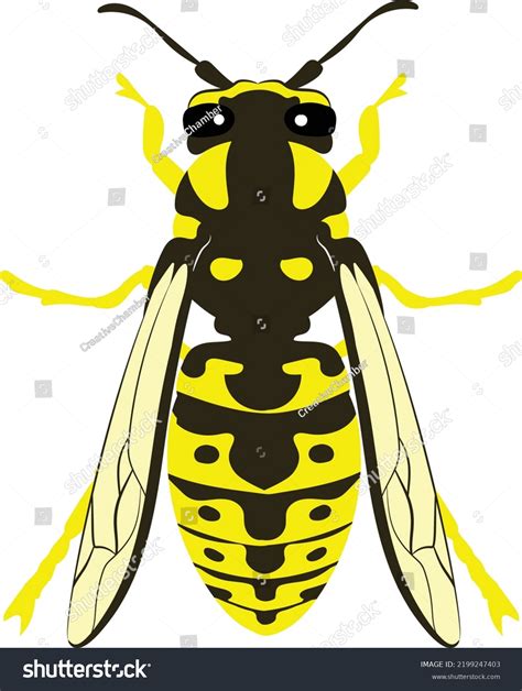Wasp Yellow Jacket Clip Art