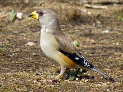 Yellow-billed Grosbeak - eBird