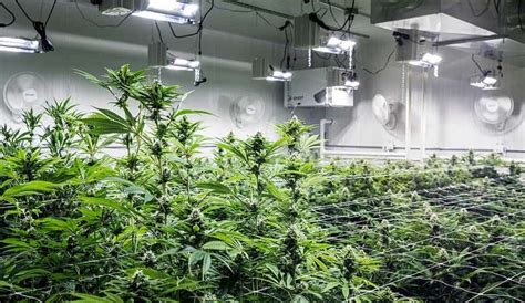 Image result for Humidity Grow Tent