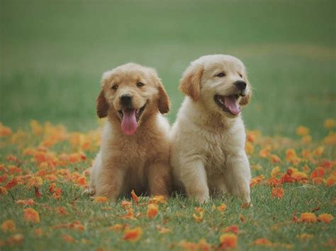 Can Dogs Laugh? | Times Knowledge India