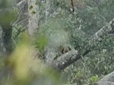 Image result for Baby Monkey Exploding