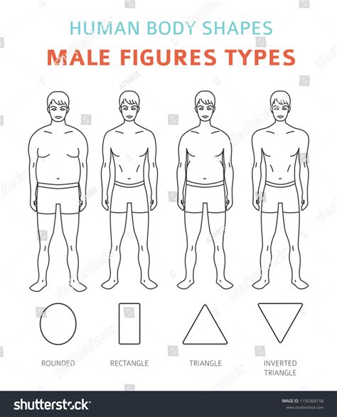 Human Body Shapes Male Figures Types 库存矢量图（免版税）1150368158 | Shutterstock