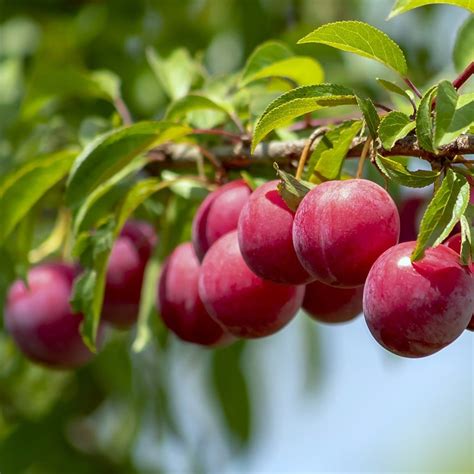 Buy Japanese plum plum 'Lizzie': Delivery by Waitrose Garden