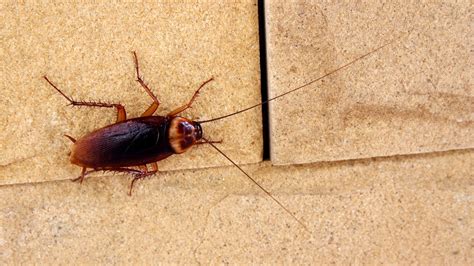 Rare Cockroach 的图像结果