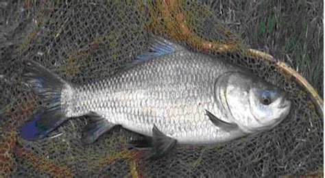 Species | KAU Agri-Infotech Portal