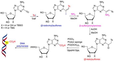 Synthesis of Adenine Nucleosides with a Reactive (β-Iodovinyl)sulfone ...
